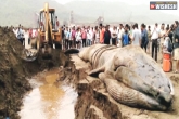 viral videos, 42 feet whale, 42 feet whale washed ashore at alibaug beach, Alibaug beach
