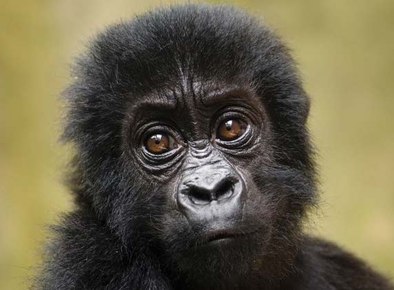 25 species of monkeys need your support
