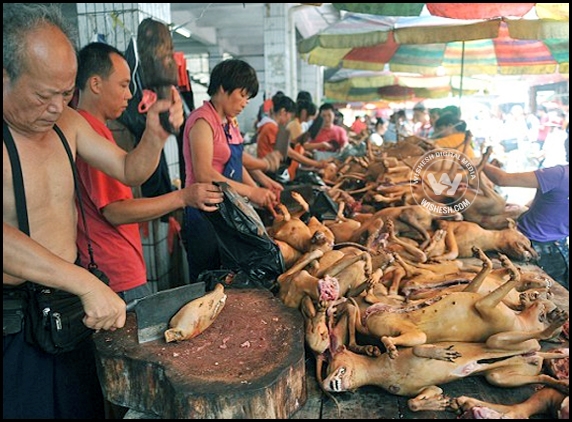 China&#039;s most cruellest festival kick starts!!