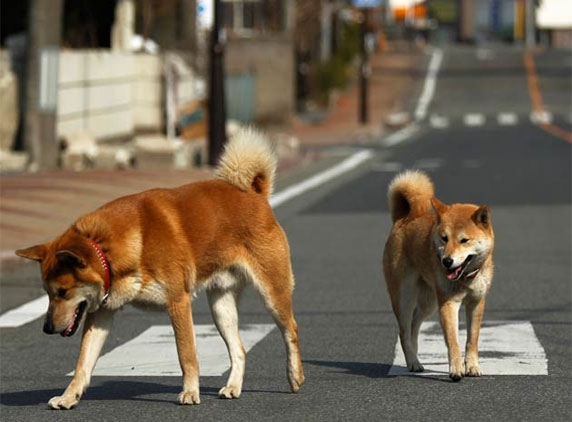 British dog gets 10,000 pounds cosmetic surgery