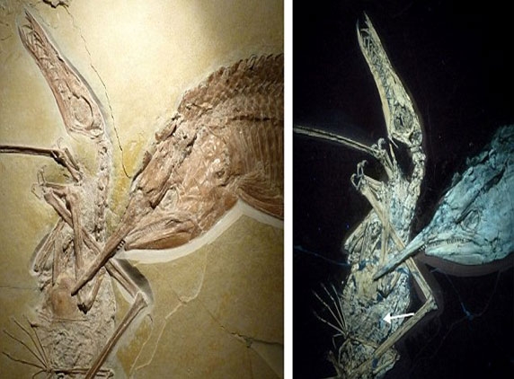Armored fish preys flying Dino, Fossil suggest