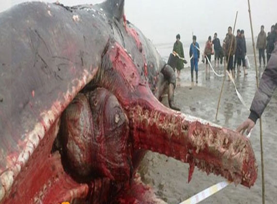 Beached sperm whales were still alive before they killed for meat