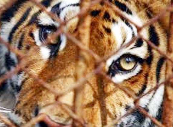 How long will the tiger be restricted to Chanchalaguda!  :Politicking Wishesh