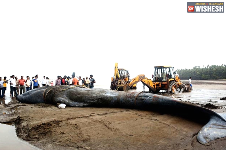 42-feet Giant Blue Whale beached near Mumbai Coast