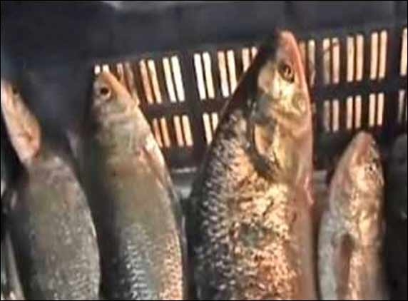 Hilsa prices skyrocket to prohibitive rates