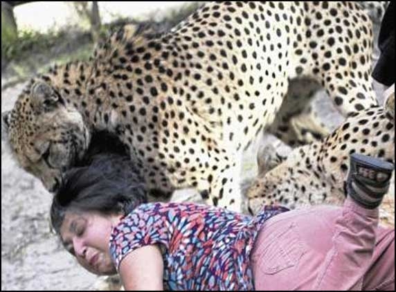 British woman survives Cheetah attack by acting dead