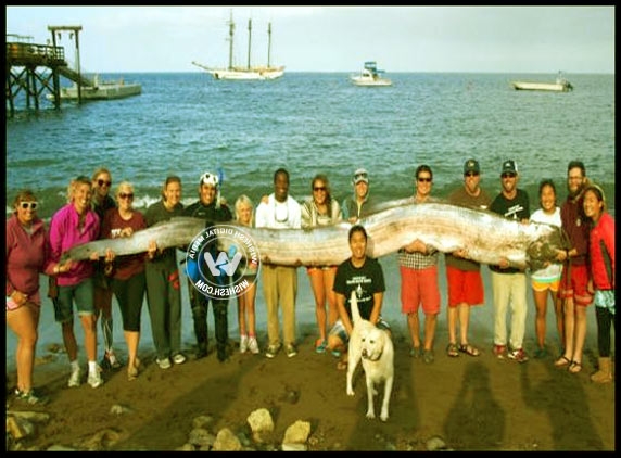 Giant sea creature discovery of a lifetime