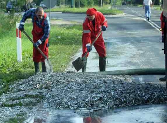 Doltish driver spills tons of pilchars onto road