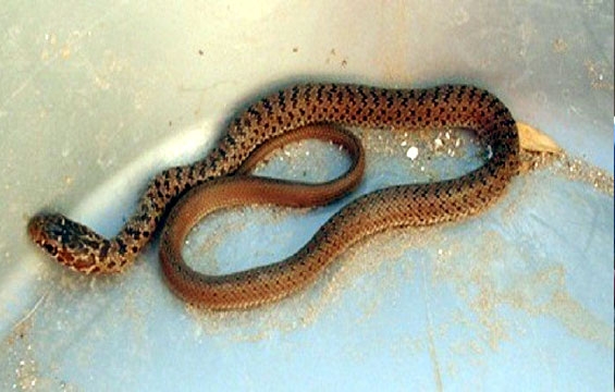 Snake bitten to death by 1-year old 