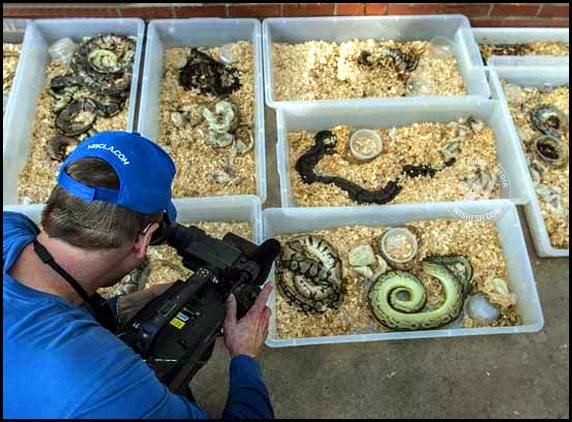 Man arrested after hundreds of Pythons found in home