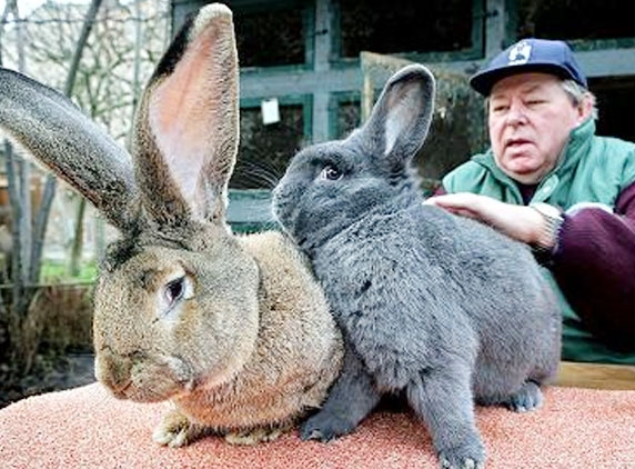 Giant Rabbit diet costs Rs 20,000 per month