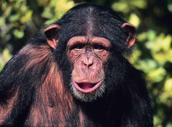 Chimpanzee escapes from Hyderabad Zoo in India