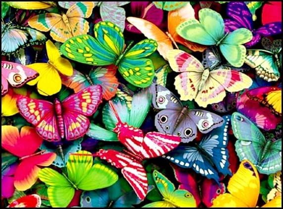 Frenchman hunting for butterflies in Pakistan