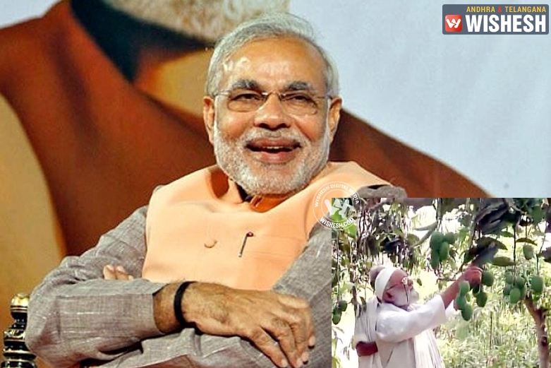 Now a mango in the name of Modi