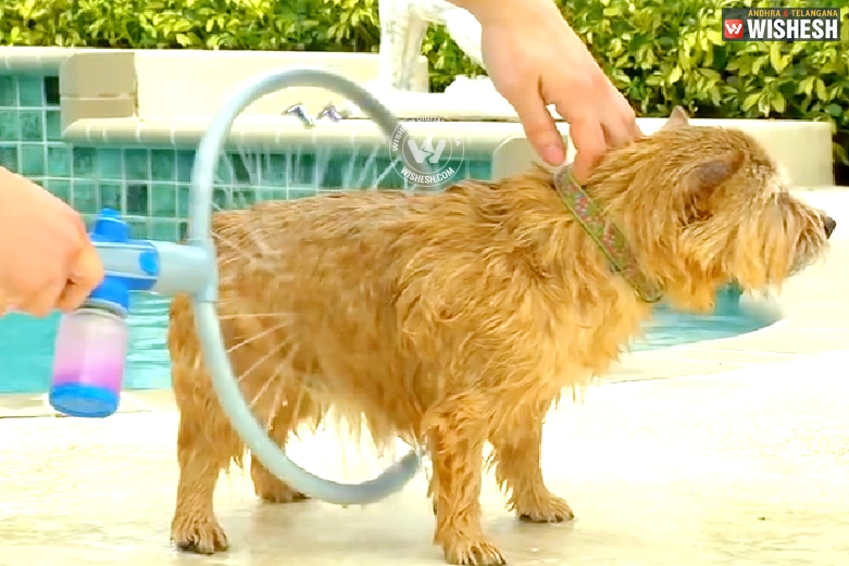 Trendy way to wash the dog