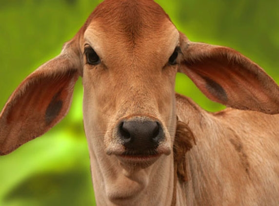 Cow&#039;s urine costlier than milk