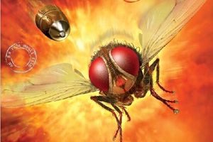 Eega off  to Bollywood as Makkhi