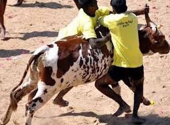 Jallikattu in Chittoor district!