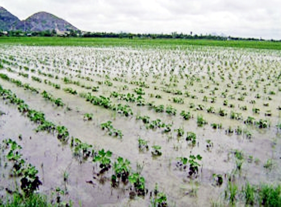 Guntur district farmers suffer Rs.1000 Cr crop loss