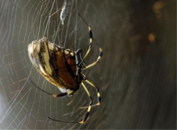 Hon&#039;ble Mr Spider sacrifices to safe guard honor