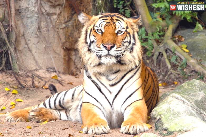 Indian tigers to Cambodia soon!